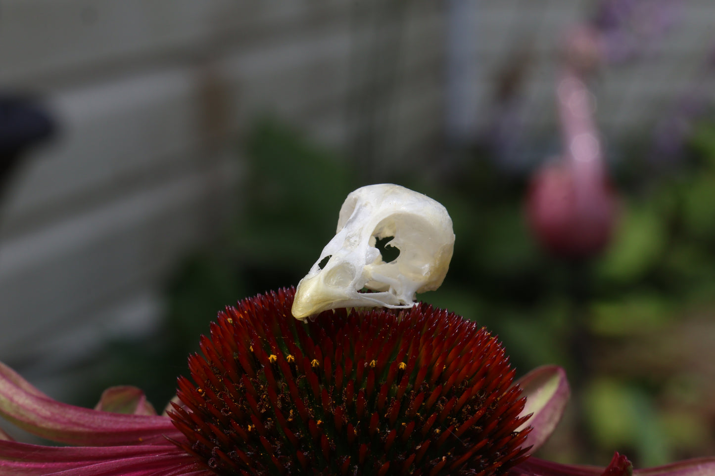 Baby Chick Skull