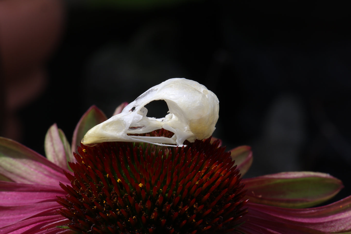 Baby Chick Skull