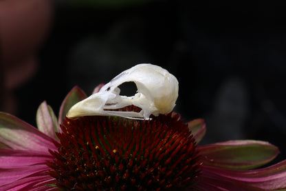 Baby Chick Skull