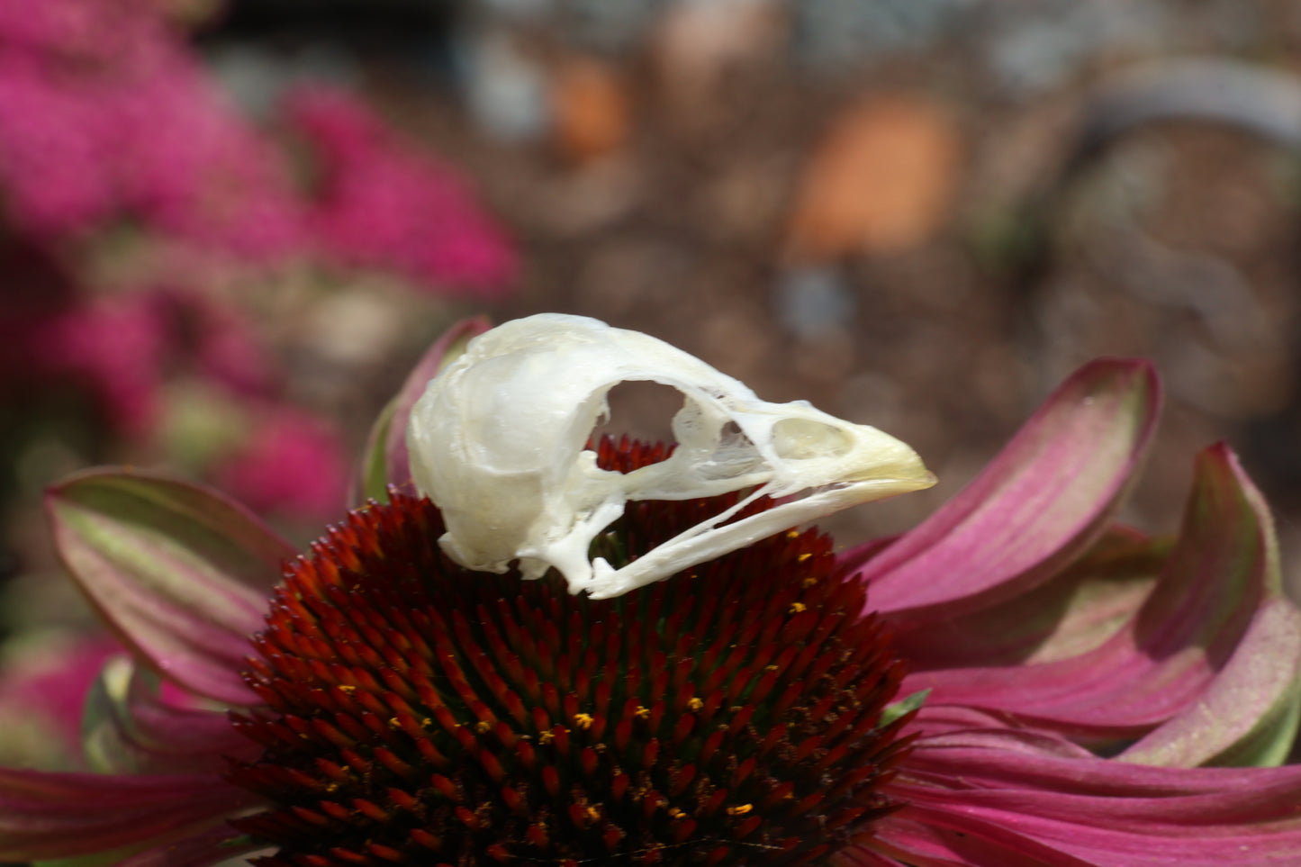 Baby Chick Skull