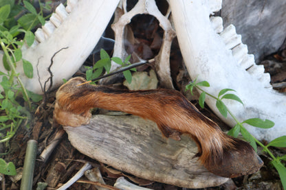 Reserved for Sammy - Goat Hoof Incense Burner