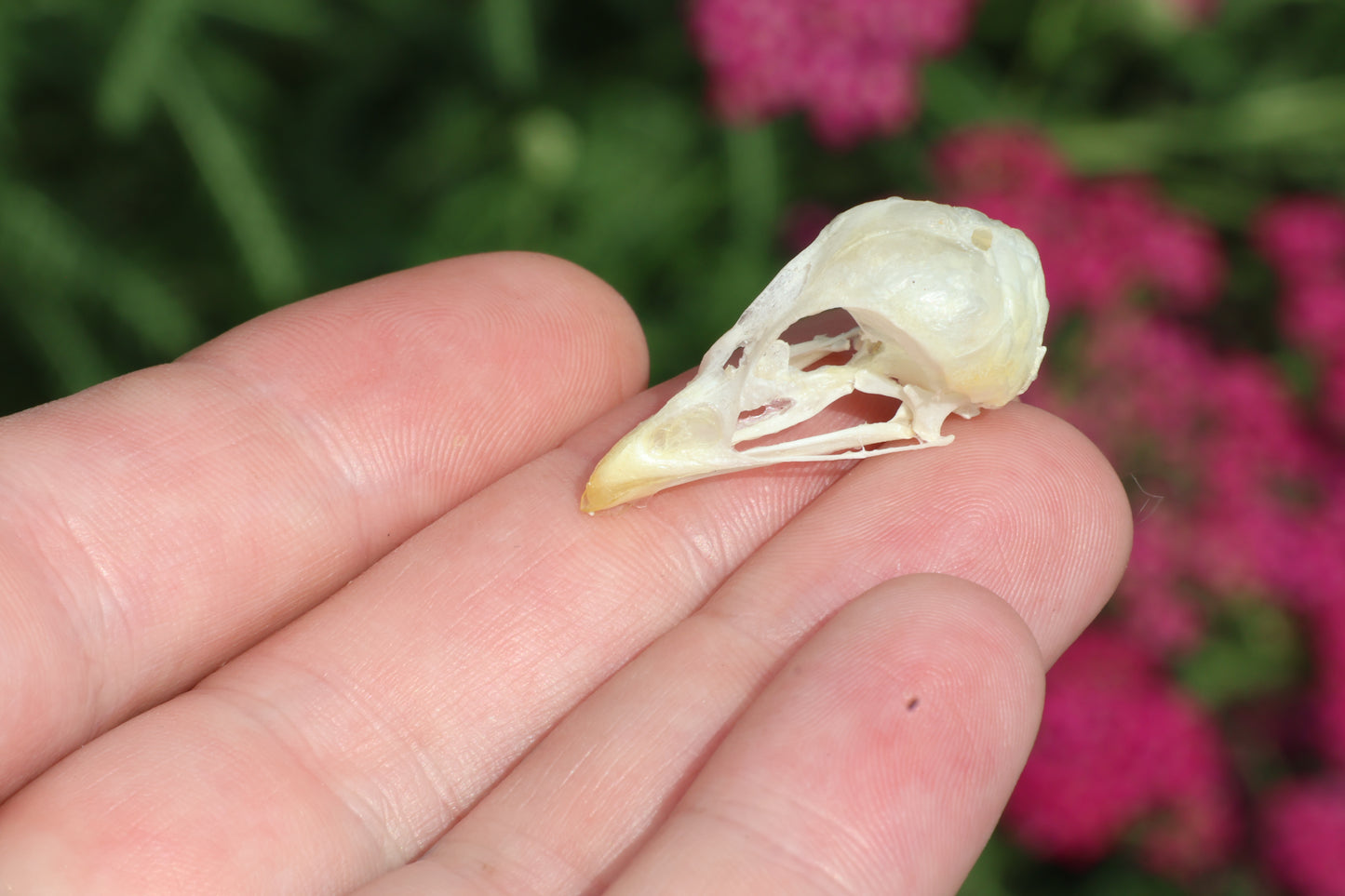 Baby Chick Skull