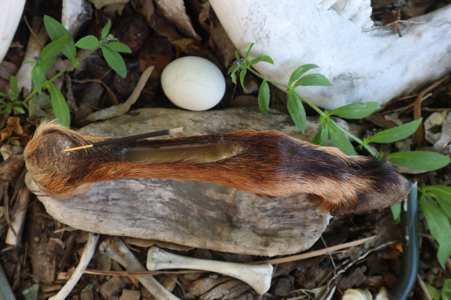 Reserved for Sammy - Goat Hoof Incense Burner
