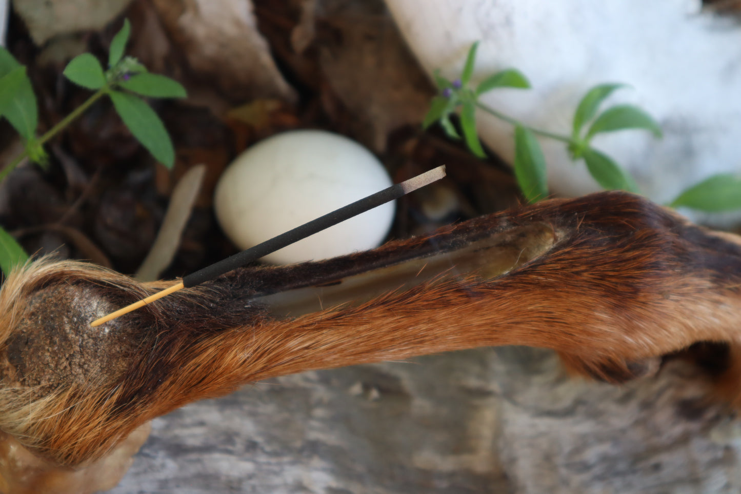 Reserved for Sammy - Goat Hoof Incense Burner