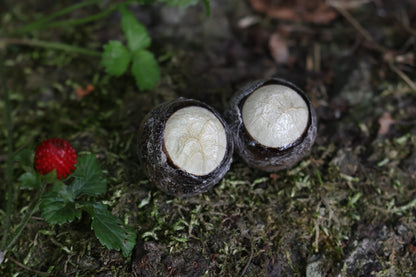 Dry Preserved Coyote Eyeballs