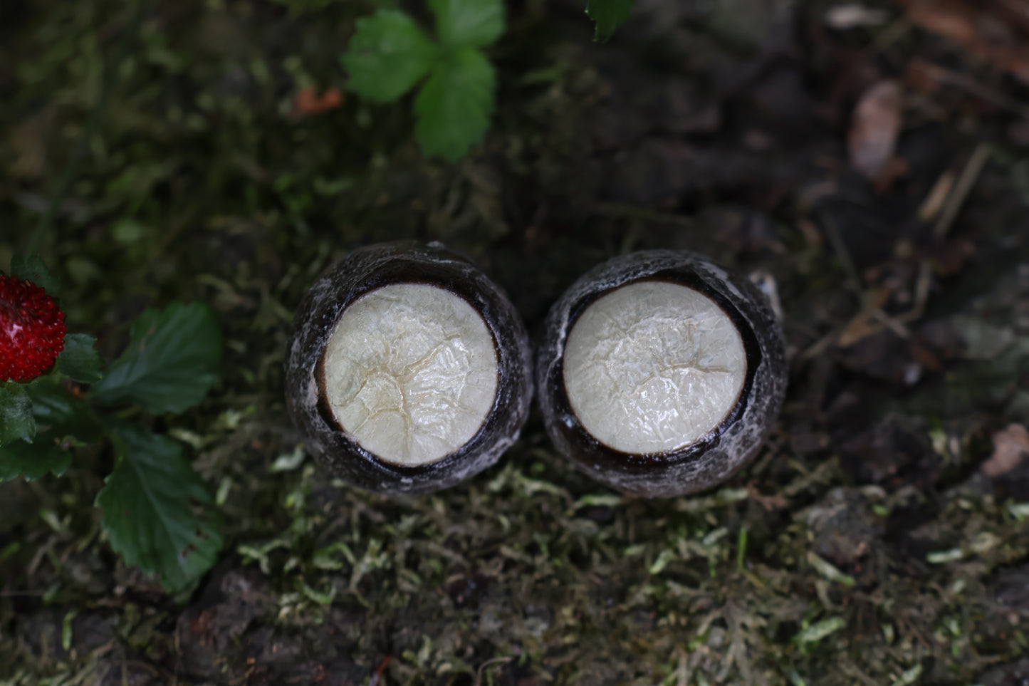 Dry Preserved Coyote Eyeballs