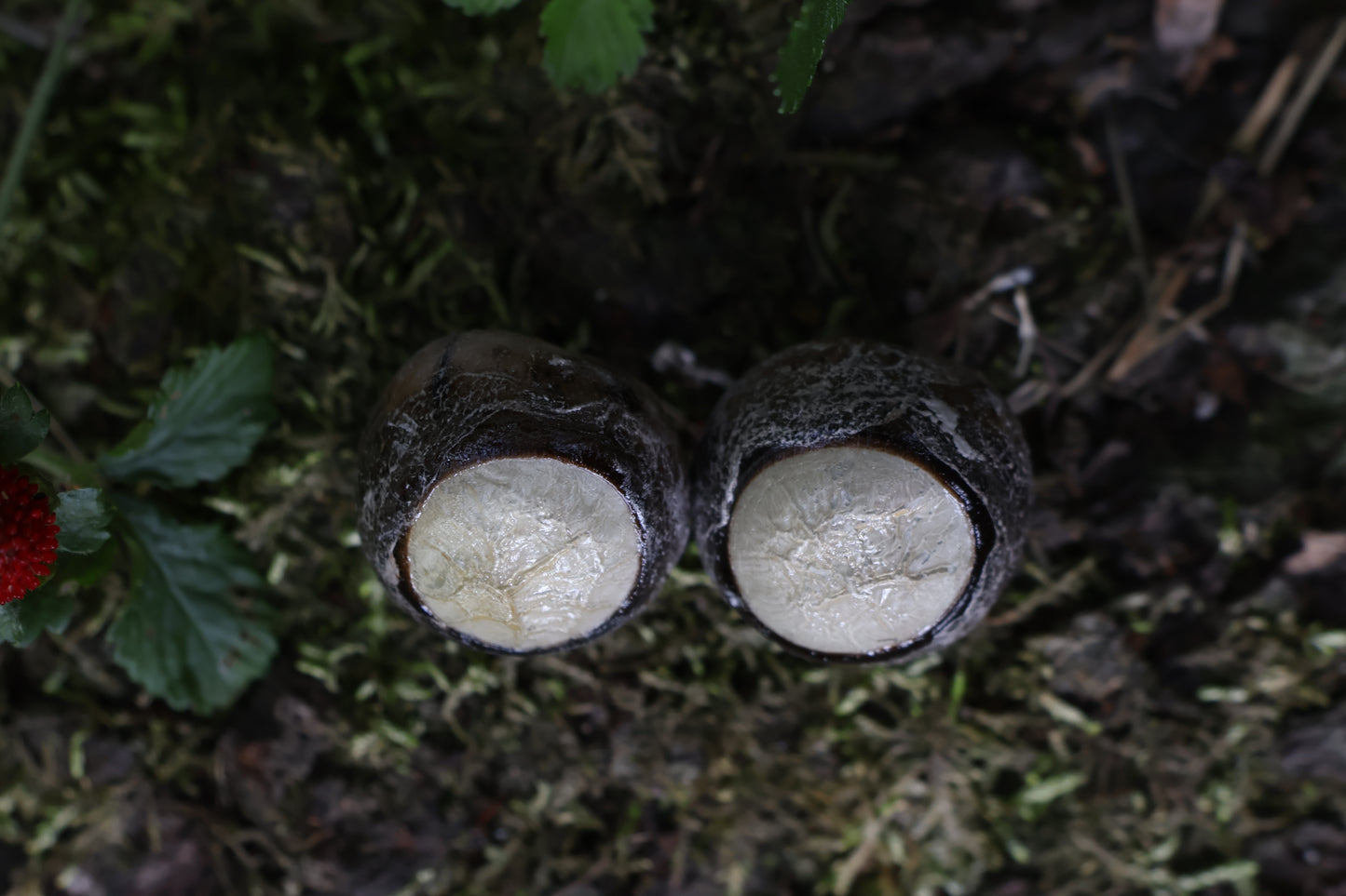Dry Preserved Coyote Eyeballs