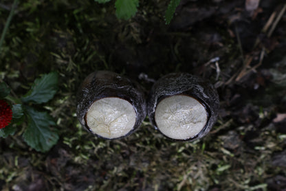 Dry Preserved Coyote Eyeballs