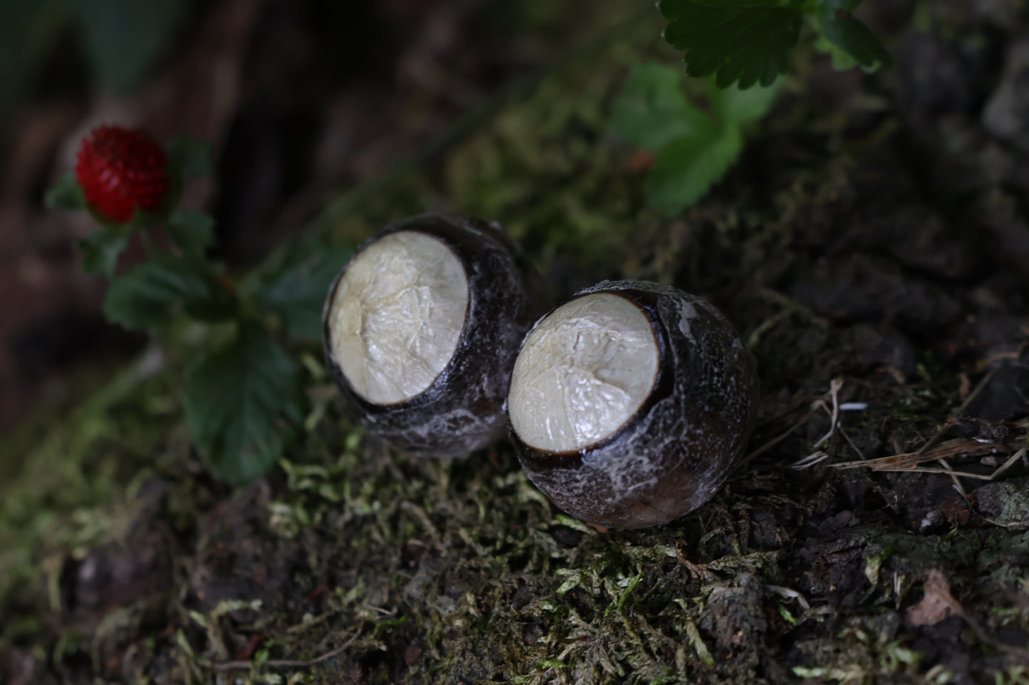 Dry Preserved Coyote Eyeballs