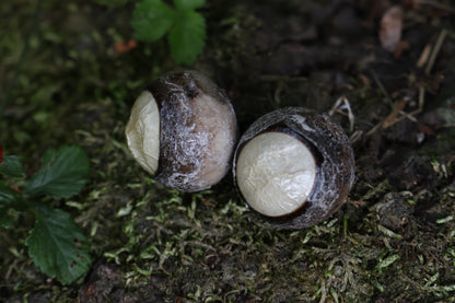 Dry Preserved Coyote Eyeballs
