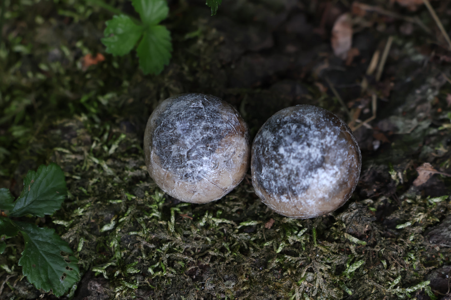 Dry Preserved Coyote Eyeballs