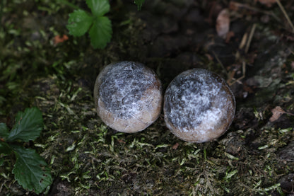 Dry Preserved Coyote Eyeballs