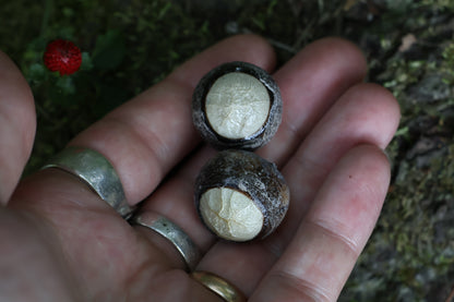 Dry Preserved Coyote Eyeballs