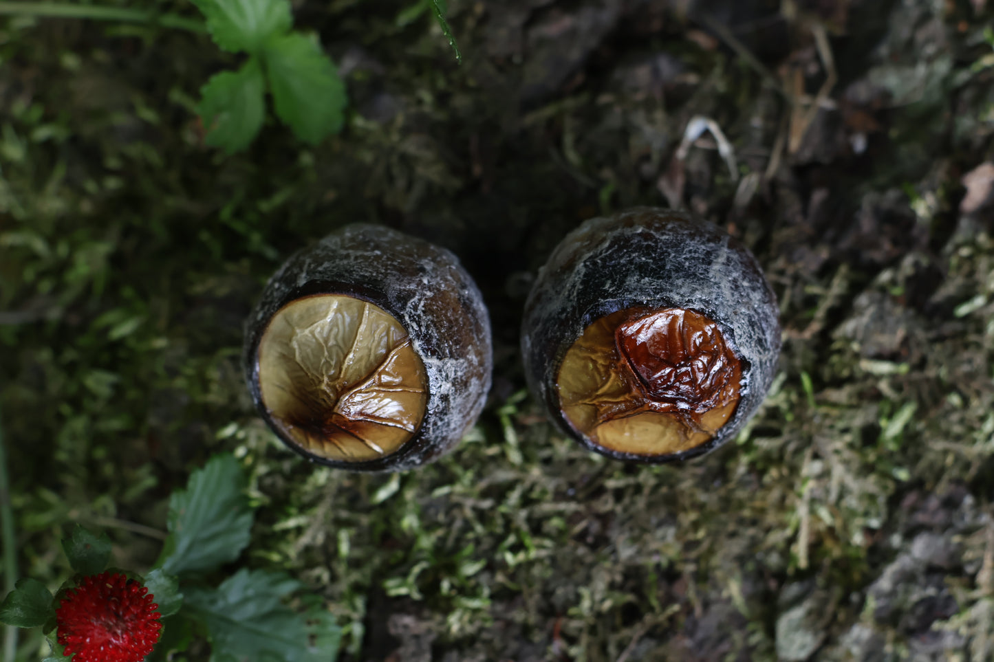 Dry Preserved Bobcat Eyeballs