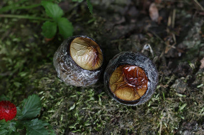 Dry Preserved Bobcat Eyeballs