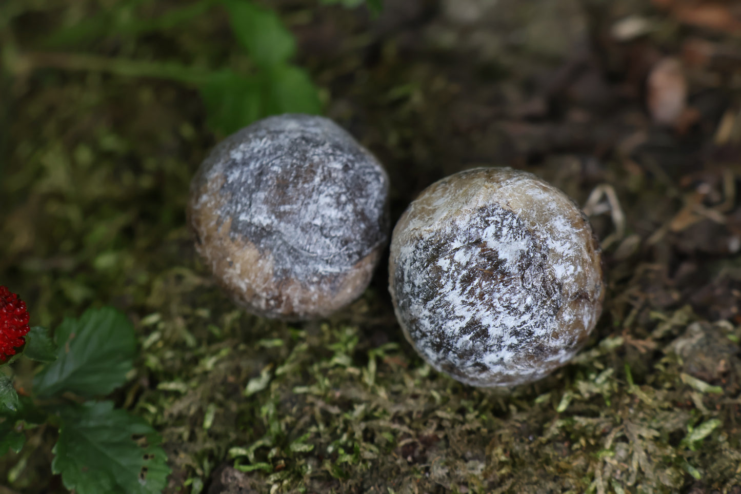 Dry Preserved Bobcat Eyeballs