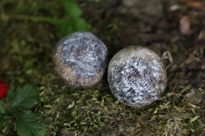Dry Preserved Bobcat Eyeballs