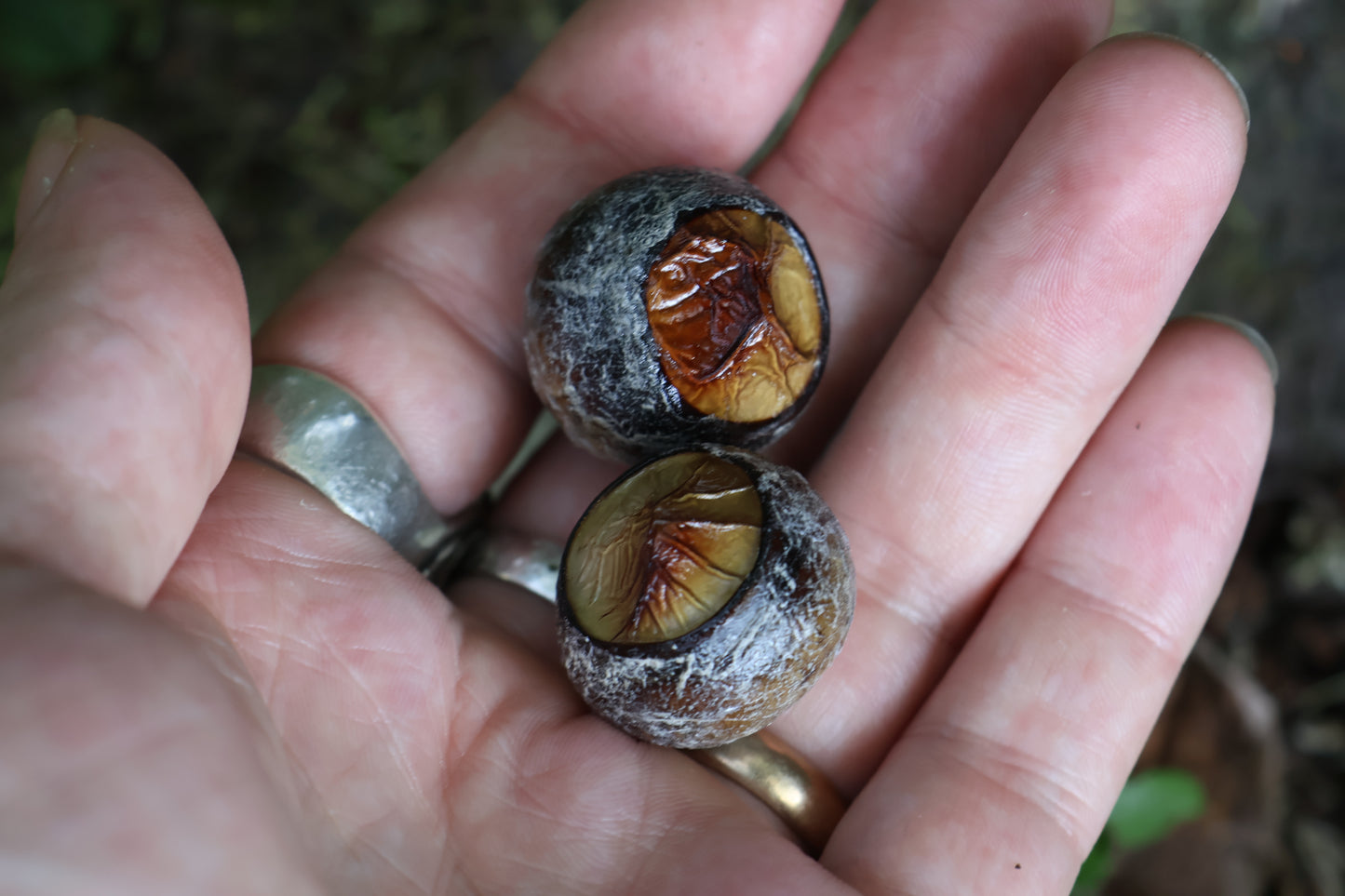 Dry Preserved Bobcat Eyeballs