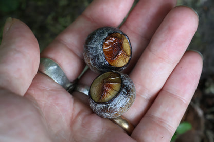 Dry Preserved Bobcat Eyeballs