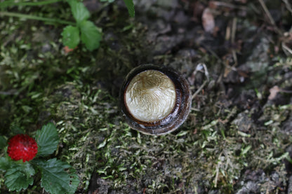 Dry Preserved Bobcat Eyeball