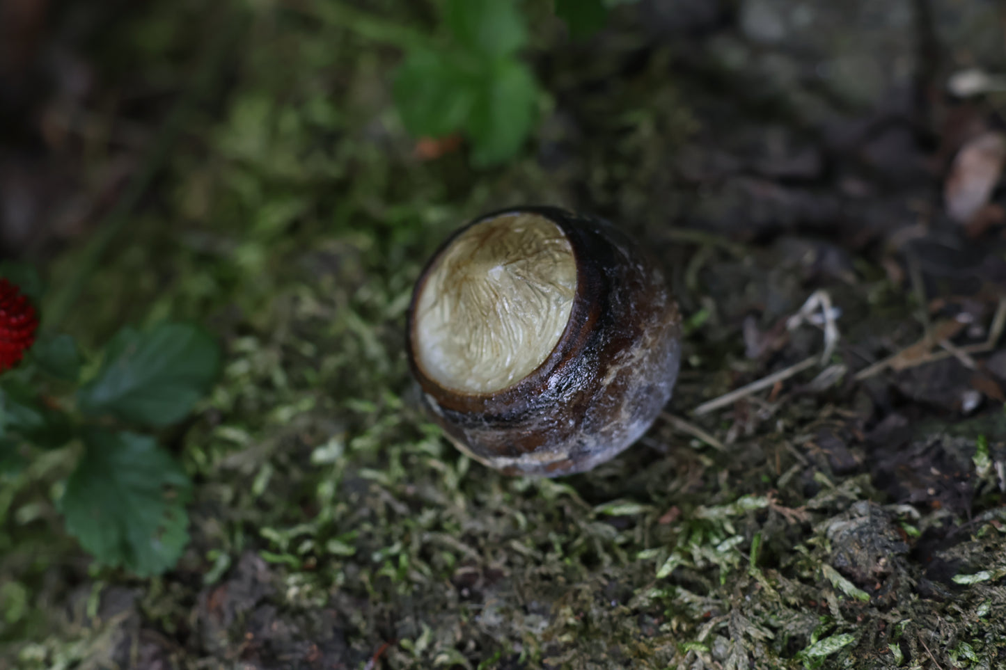 Dry Preserved Bobcat Eyeball