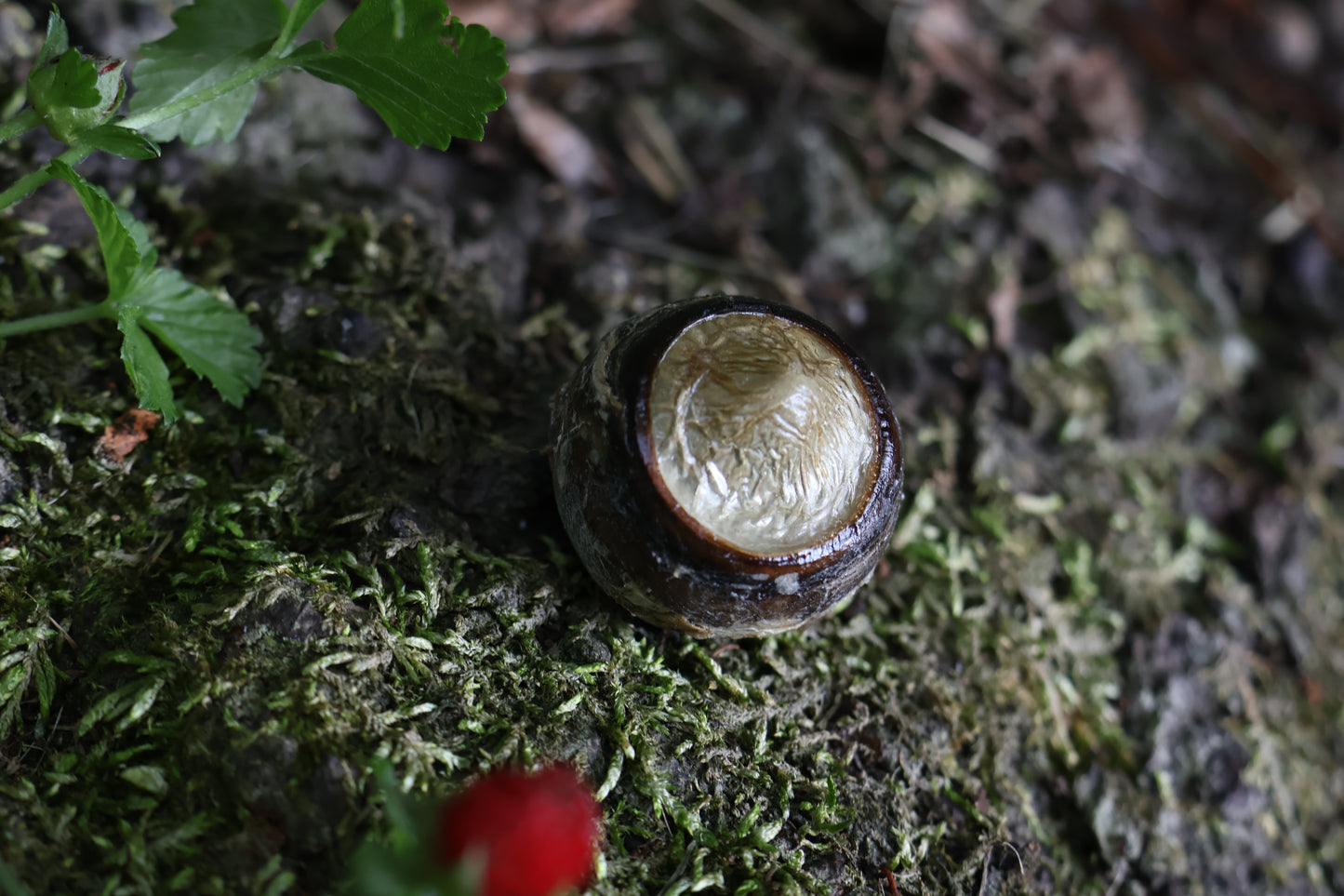 Dry Preserved Bobcat Eyeball