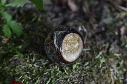 Dry Preserved Bobcat Eyeball