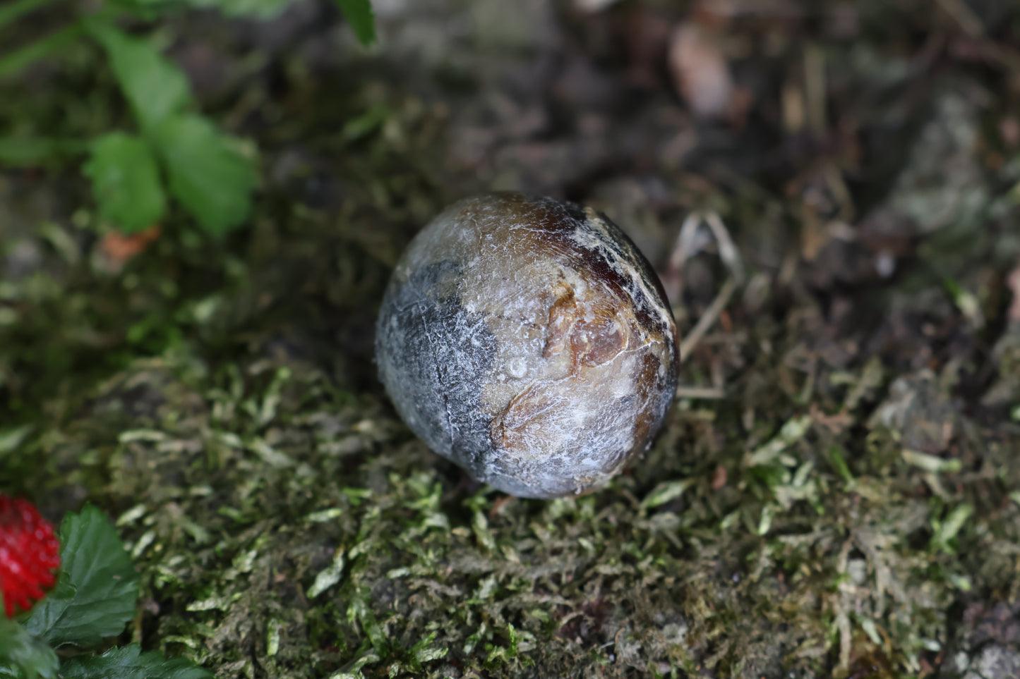 Dry Preserved Bobcat Eyeball