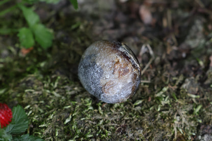 Dry Preserved Bobcat Eyeball