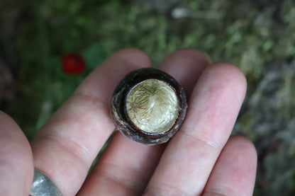 Dry Preserved Bobcat Eyeball