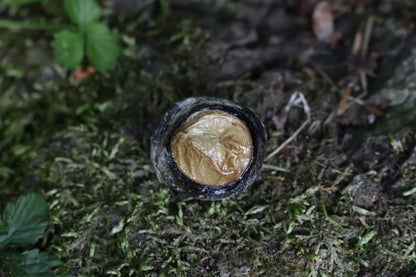 Dry Preserved Bobcat Eyeball