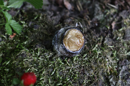 Dry Preserved Bobcat Eyeball