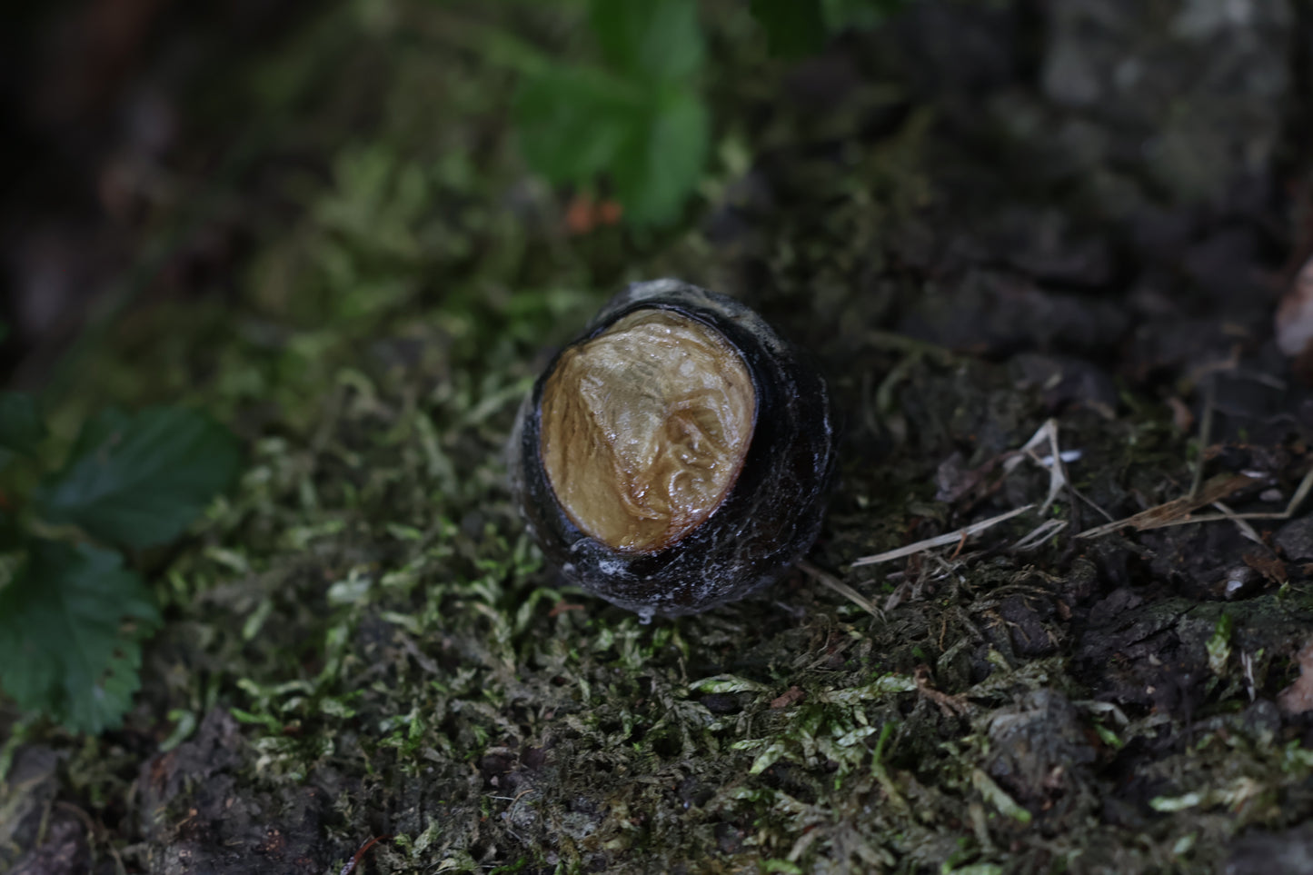 Dry Preserved Bobcat Eyeball