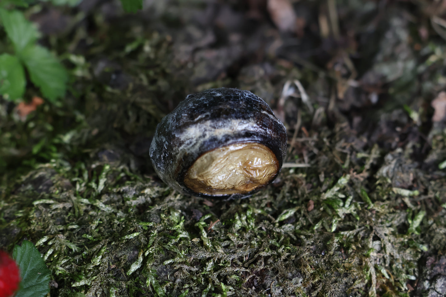 Dry Preserved Bobcat Eyeball
