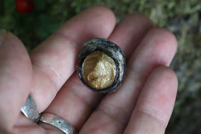 Dry Preserved Bobcat Eyeball