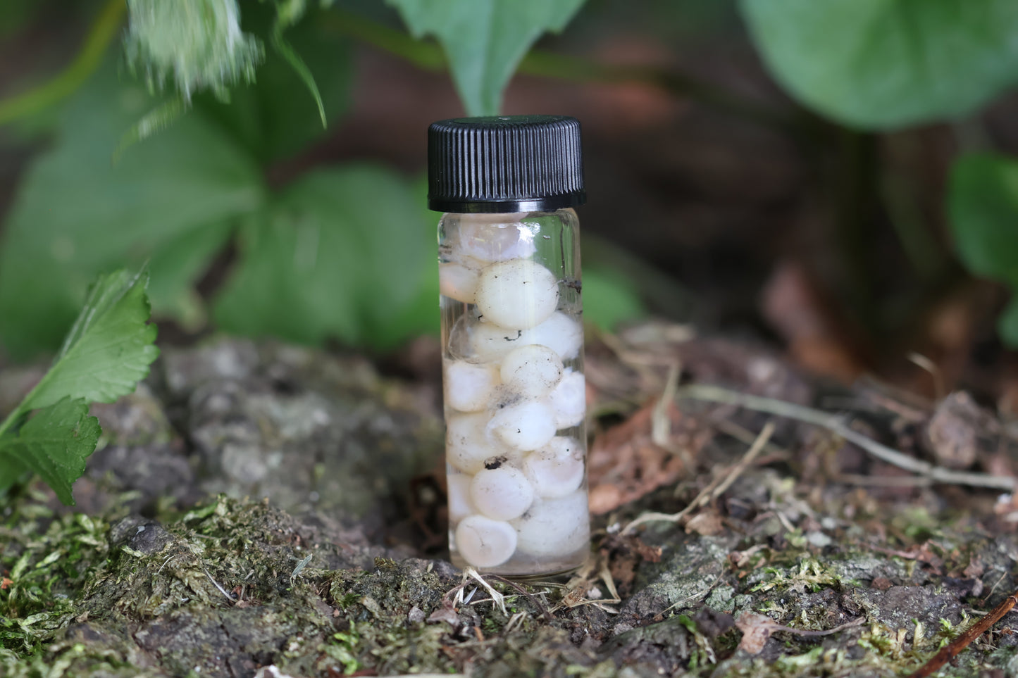Wet Specimen Fish Eye Lenses