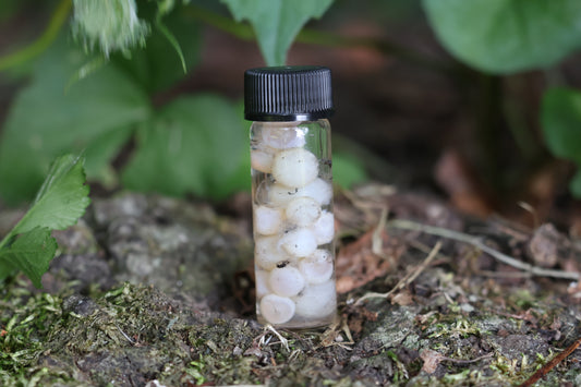 Wet Specimen Fish Eye Lenses