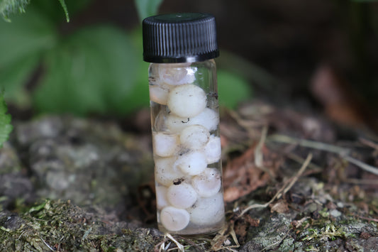 Wet Specimen Fish Eye Lenses
