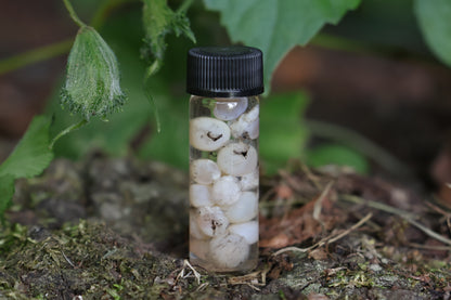 Wet Specimen Fish Eye Lenses