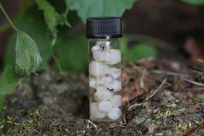 Wet Specimen Fish Eye Lenses