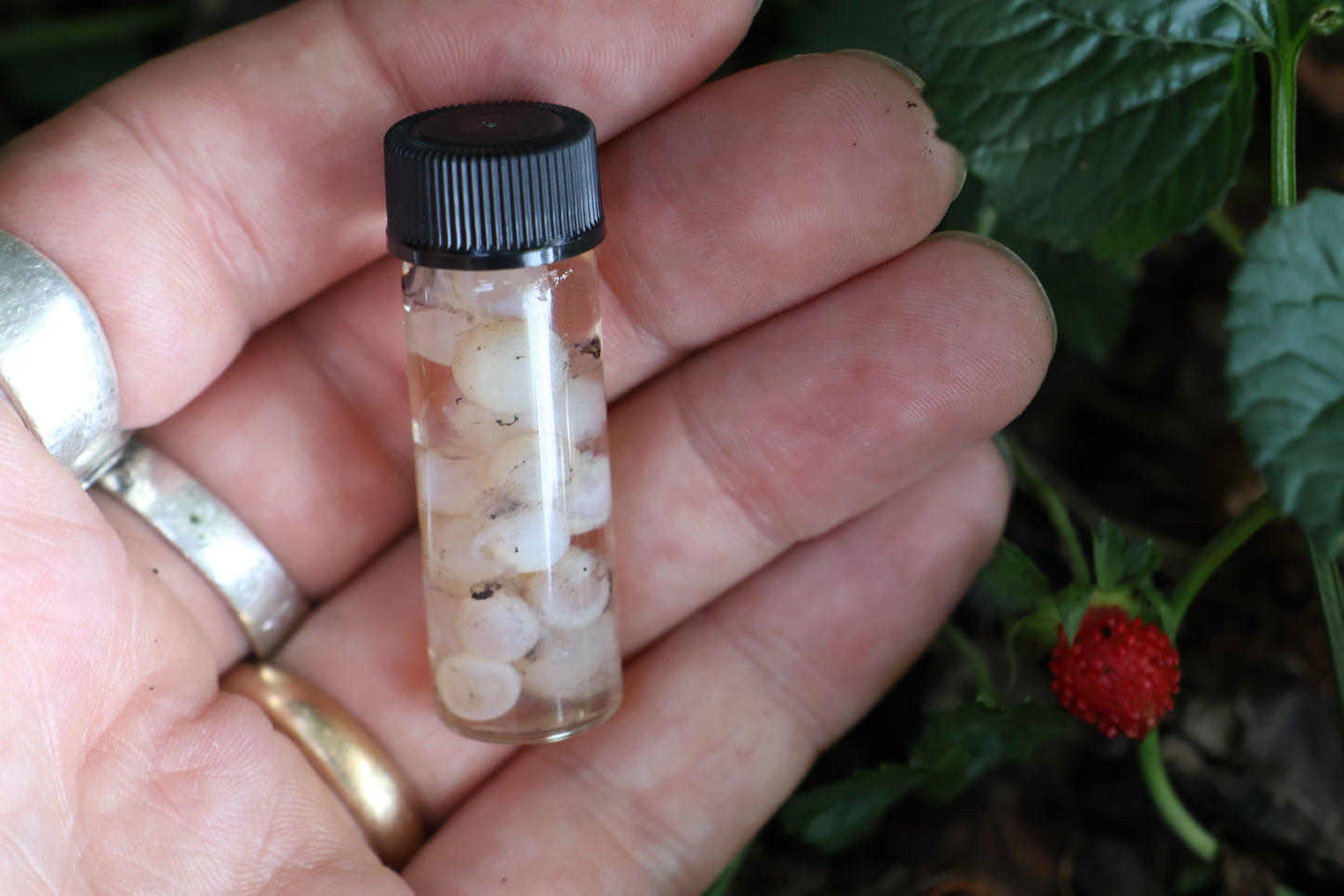 Wet Specimen Fish Eye Lenses