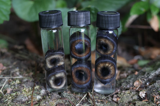 Wet Specimen Coyote Choroids