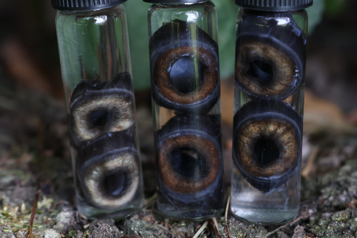 Wet Specimen Coyote Choroids