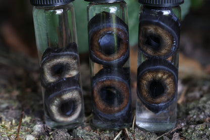 Wet Specimen Coyote Choroids
