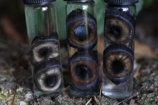 Wet Specimen Coyote Choroids