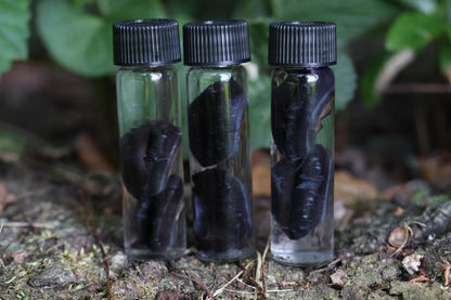 Wet Specimen Coyote Choroids