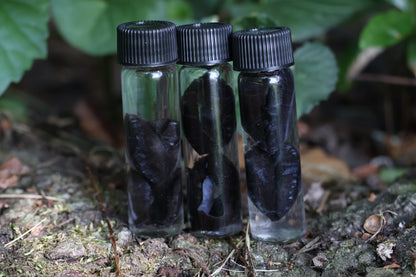 Wet Specimen Coyote Choroids