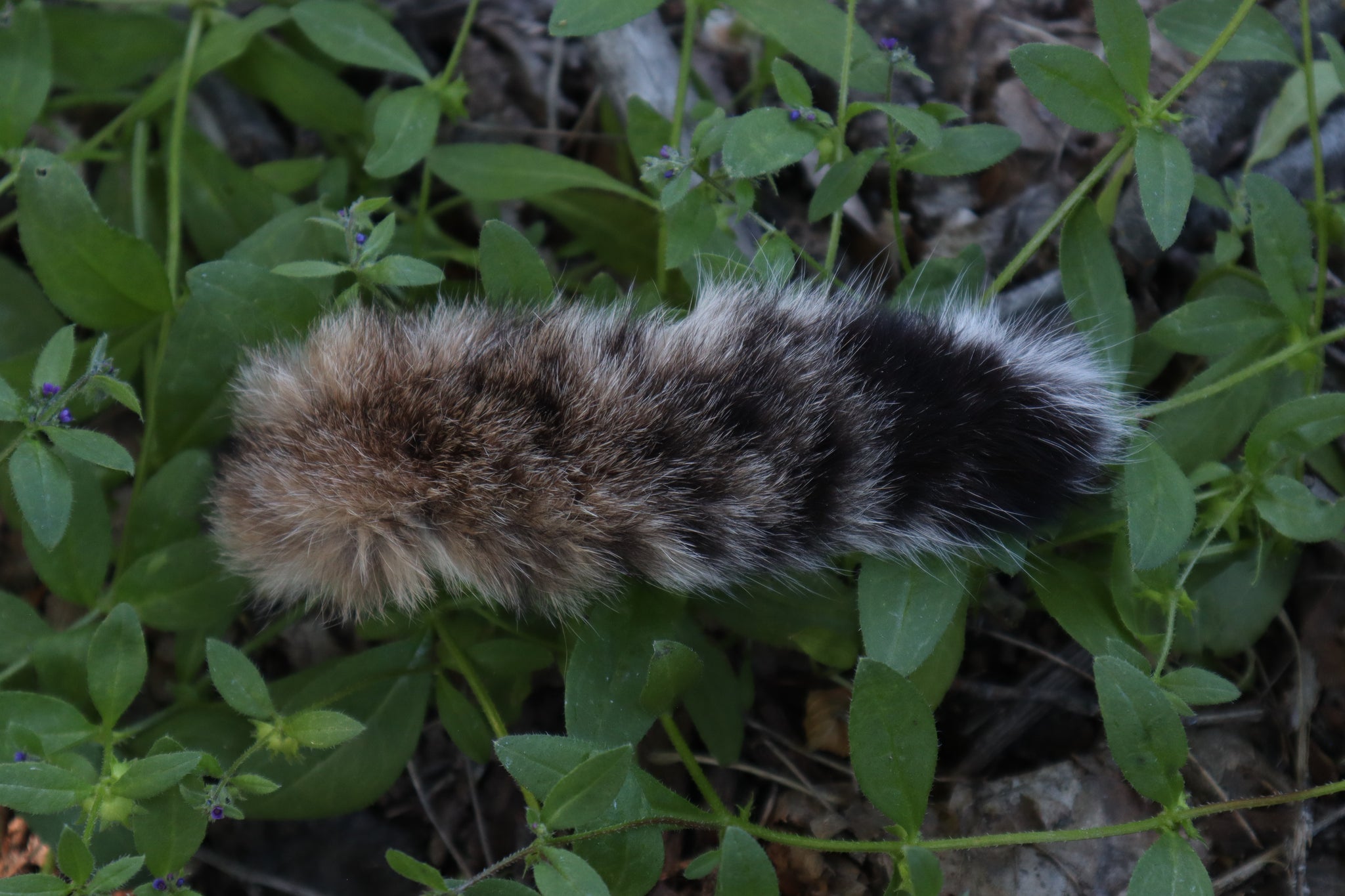 Soft Tanned Bobcat Tail