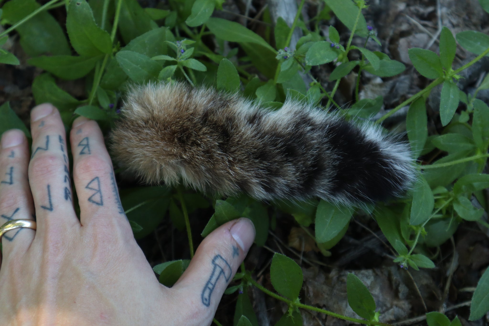 Soft Tanned Bobcat Tail