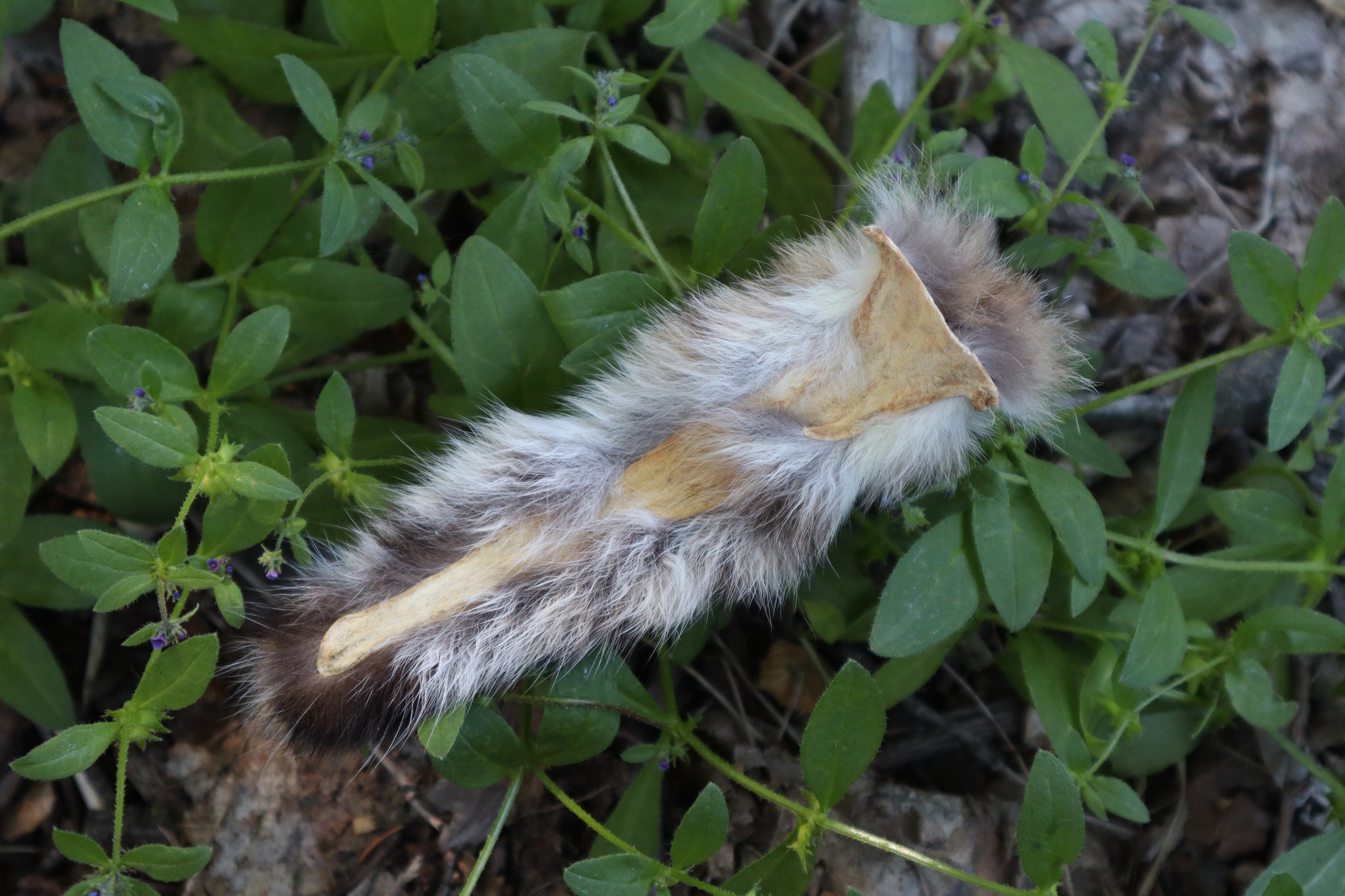 Soft Tanned Bobcat Tail